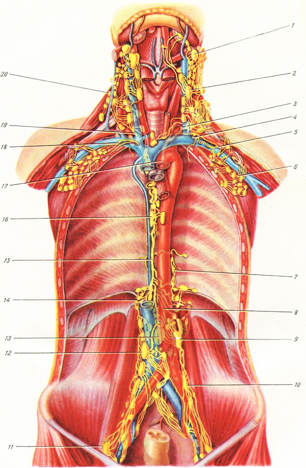 топография грудного протока